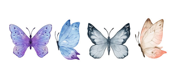 Digital Painting Colorful butterflies watercolor isolated on white background. Purple, blue, gray or silver and cream pink butterfly. Spring animal vector illustration Digital Painting Colorful butterflies watercolor isolated on white background. Purple, blue, gray or silver and cream pink butterfly. Spring animal vector illustration. butterfly purple blue isolated stock illustrations