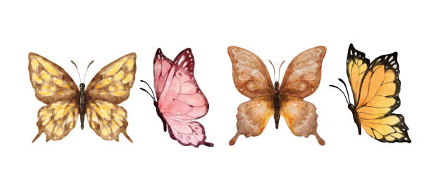 デジタルペインティングカラフルな蝶は、白い背景に分離された水彩画。茶色、ピンク、黄色、オレンジ色の蝶。春の動物ベクターイラスト - butterfly yellow white background wing点のイラスト素材／クリップアート素材／マンガ素材／アイコン素材