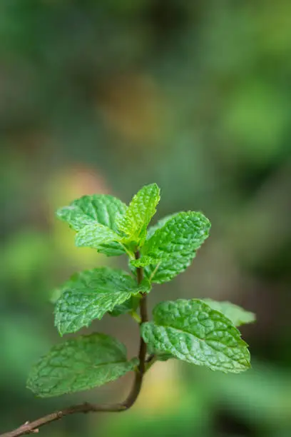 Photo of mint plant foliage