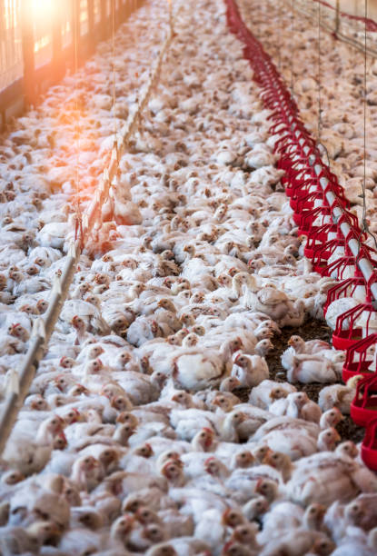 African chicken farm stock photo
