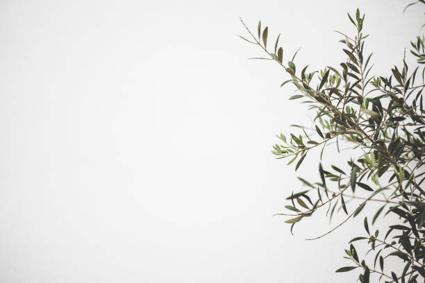 olive tree background olive tree leaves background design texture. olive tree cut out stock pictures, royalty-free photos & images