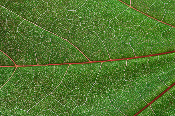 Free Stock Photo of Macro View of Leaf Veins and Patterns | Download