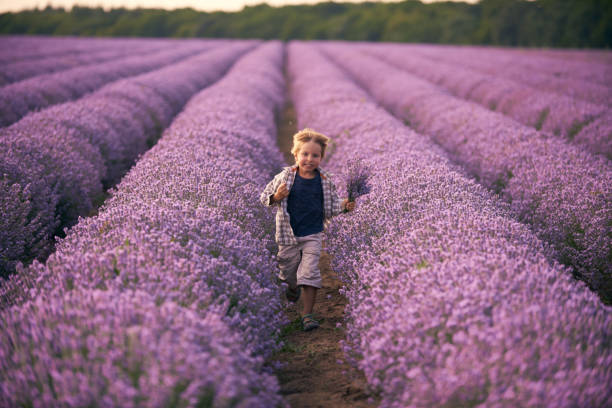 istock back side of Boy in lavender summer field at sunset 1408044221