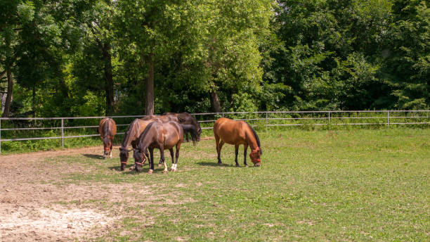istock grazing horses on a sunny day 1408044283