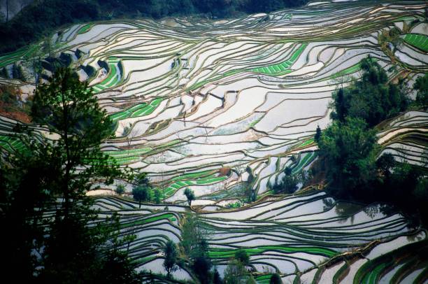 istock Yuanyang mountain terrace in the spring afternoon 1408044290