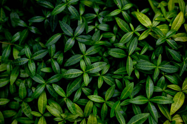 istock background of tiny green leaves 1408044332
