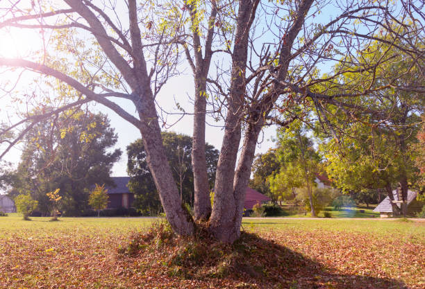 istock Tree with fallen leaves in Sigulda, Latvia 1408044479