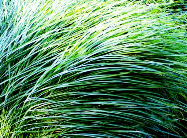 istock Green grass in the wind background 1408044620