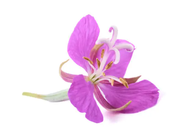 Willow Herb flower isolated on white background