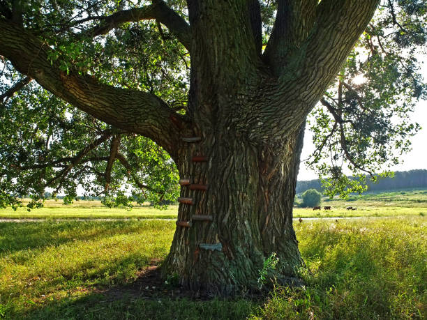 A big tree. Thick trunk and branches of an old tree. Green leaves. Summer day. Countryside stock photo