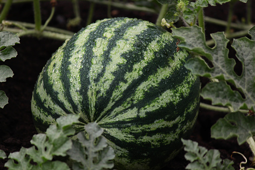 watermelon in raindrops.striped watermelon on the ground. Growing on a farm. harvest ripening. eco-farm for growing vegetables and fruits