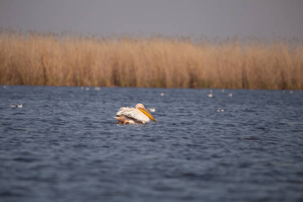 Pelicans in the Danube Delta in April, with dry reed in the background stock photo