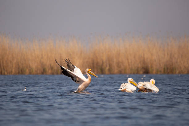 Pelicans in the Danube Delta in April, with dry reed in the background stock photo