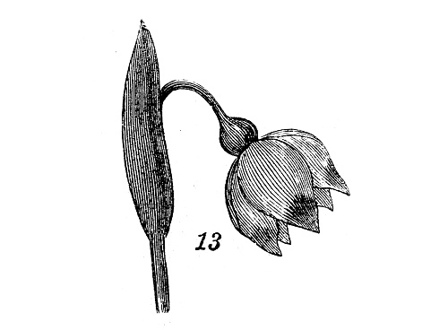 Antique engraving illustration: Leucojum vernum, spring snowflake