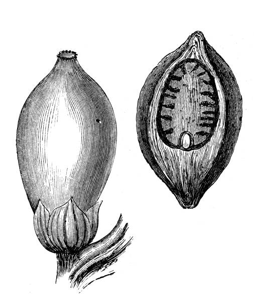 istock Antique engraving illustration: Areca triandra, wild areca palm 1408048787