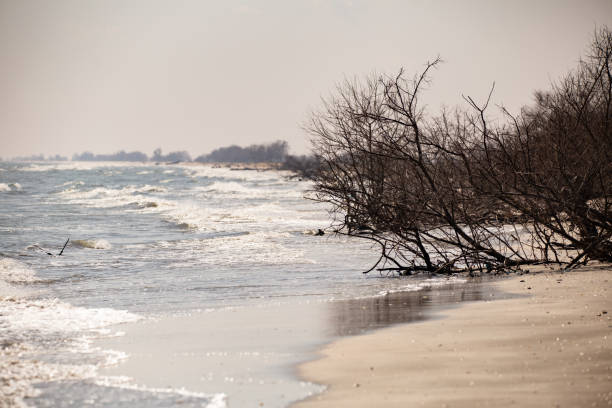 Wild Perisor beach (between Danube Delta and Black Sea) with trees on a sunny day in early spring stock photo