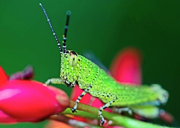 Grasshopper on red flower - animal behavior.