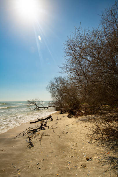 Wild Perisor beach (between Danube Delta and Black Sea) with trees on a sunny day in early spring stock photo