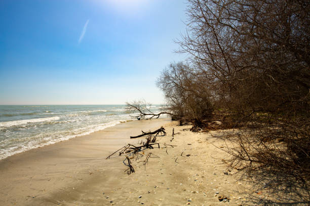 istock Wild Perisor beach (between Danube Delta and Black Sea) with trees on a sunny day in early spring 1408049789