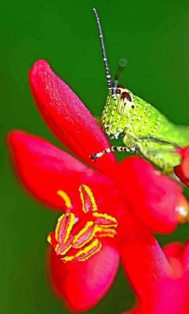 istock Grasshopper climbing red flower - animal behavior. 1408049953