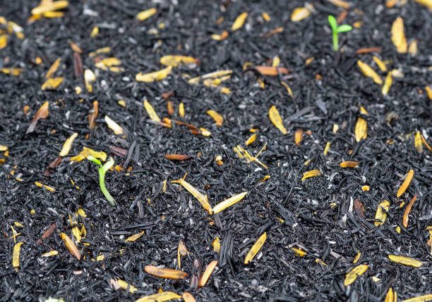 istock fresh small cosmos seed start growing tree with green leaves on dirty black rice husk ground.  Pretty fresh plant raising in summer season. 1408050745