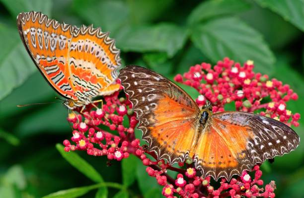 istock 2 Butterflies drinking juice from red flower - animal behavior. 1408051750