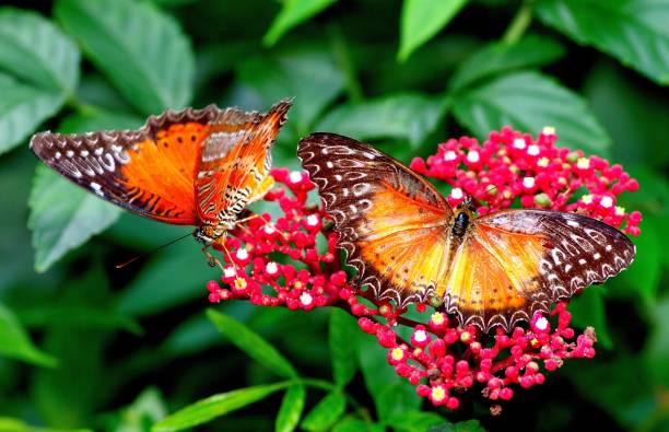 istock 2 Butterflies drinking juice from red flower - animal behavior. 1408051773