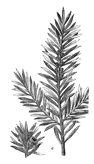Antique engraving illustration: Taxus baccata, yew