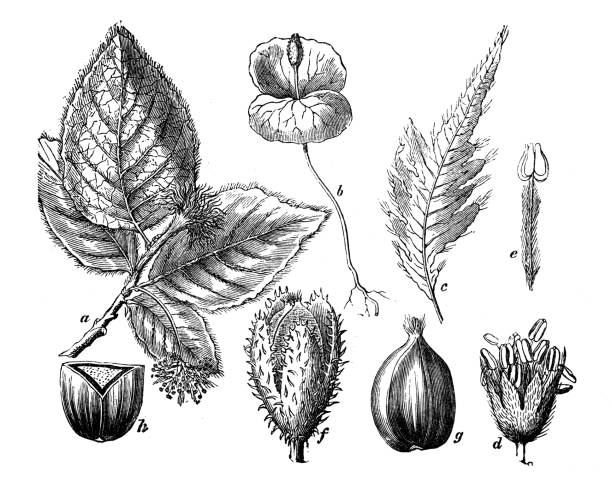 istock Antique engraving illustration: Fagus sylvatica, European beech 1408052576