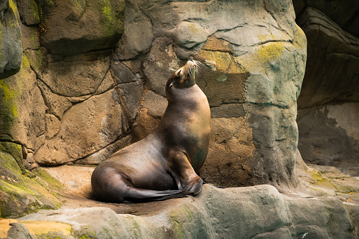 The California sea lion lies on the rocks near the pond and basks in the sun.