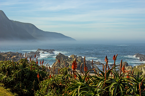 View where the Tsitsikamma Mountains meets the ocean, with the vibrant reddish-orange flowers of the Kranz Aloe in the Foreground