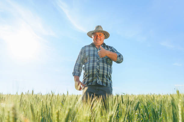 istock Smiling farmer showing thumb up gesture in field 1408053689