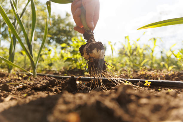 istock Crop man hand harvesting onion on sunny day 1408053728