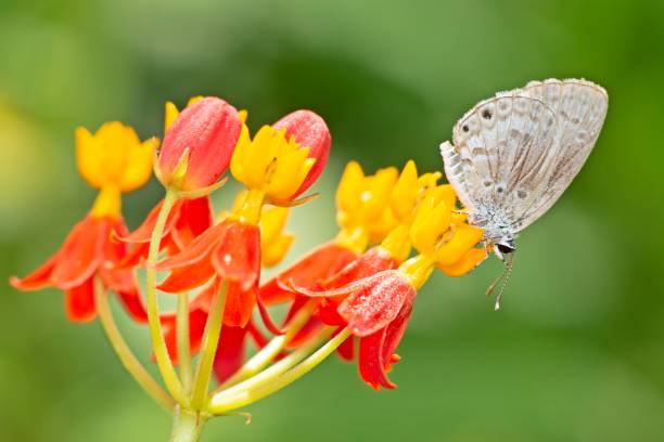 istock Butterfly on flower branch - animal behavior. 1408053827