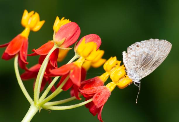 istock Butterfly on flower branch - animal behavior. 1408053852