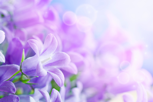 Beautiful campanula flower background in purple tone