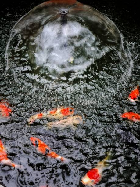istock Koi Pond Photo Art 1408054850