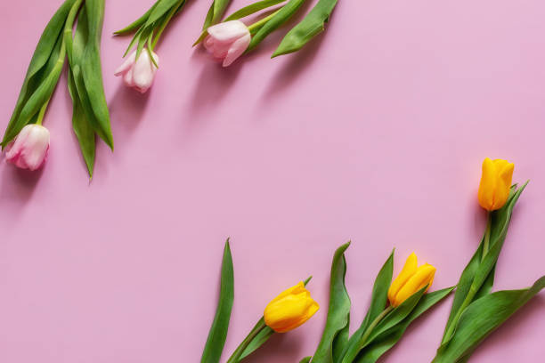 istock pink and yellow tulips on a pink background 1408055105