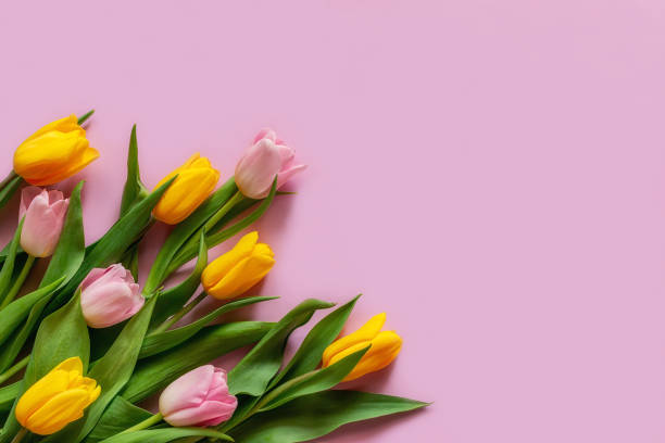 istock bouquet of colored tulips on a pink background with space for text 1408055117