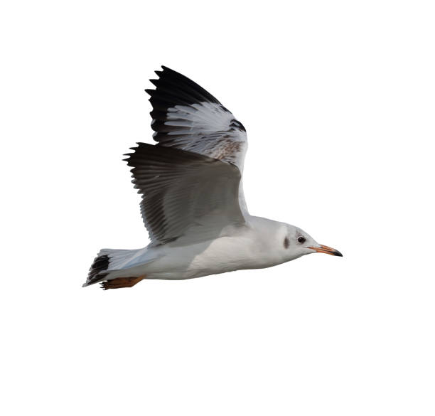 istock Flying seagul isolated on white background. Common gull. 1408056217