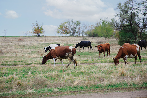 Cows graze in the steppe area in the fall season. Free grazing of cows to produce natural milk.
