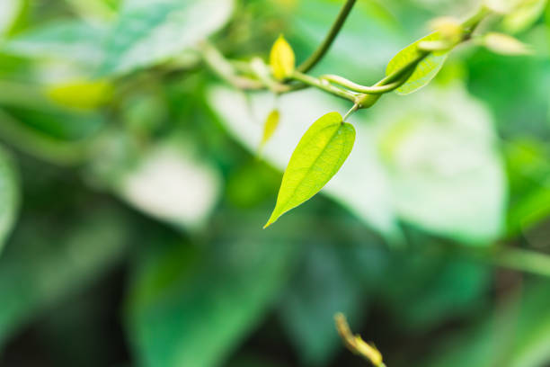istock Closeup fresh green leaf, natural greenery plants 1408056541