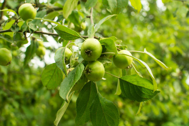 istock young green apples on a tree in a summer garden 1408056672