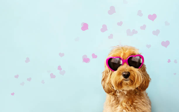 chien mignon célébrant la saint-valentin avec des lunettes de soleil de saint-valentin en forme de cœur - animal heart photos photos et images de collection