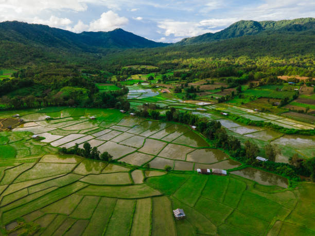 istock Organic Rice Field Aerial Drone Thailand 1408059473