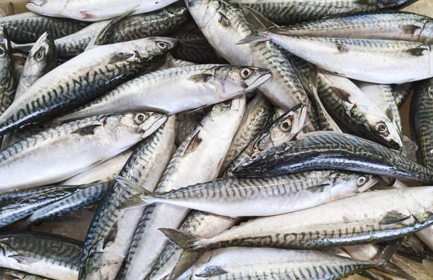 istock Mackerel fish at a seafood market 1408060388