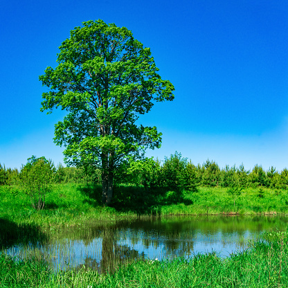 summer natural landscape with a beautiful tree on the shore of the oxbow lake among the meadows