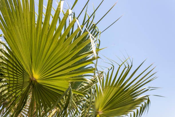 istock Palm leaves in front of blue sky 1408060729