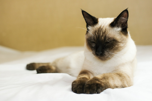 Siamese kitten with blue eyes lies on the bed.