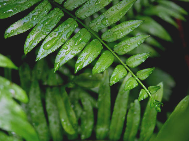 istock Green leaves with rain drops. 1408062461